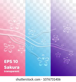 vector  sakura flower realistic water droplets on blue transparent background.vector.illustration

