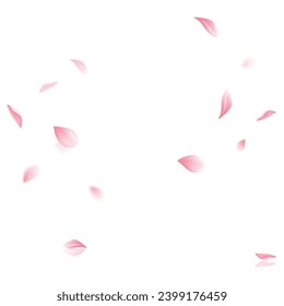 Vector sakura flying petals on transparent background.