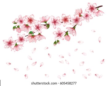 Vector sakura or japanese cherry blossom, tree branch with flowers illustration isolated on white background. Spring design with pink petals falling down. April blooming.