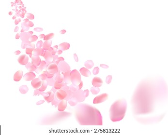 Vector sakura petals on white background