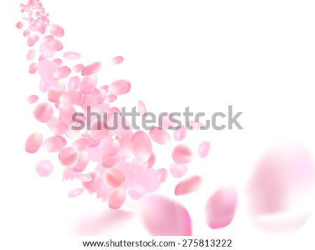 Vector sakura petals on white background