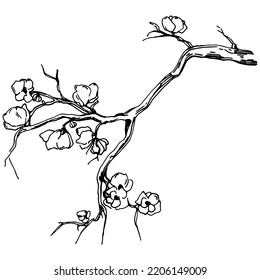 Verano vector Sakura. Flor botánica aislada, hojas. Dibujo de tinta con grabado en blanco y negro. Planta de hojas de follaje floral de jardín botánico. Elemento de ilustración de dibujo de flores silvestres.