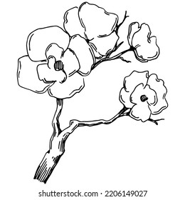 Vector Sakura summer. Isolated botanical flower, leaves. Black and white engraved sketch ink art. Leaf plant botanical garden floral foliage. Wildflower drawing leaf illustration element.