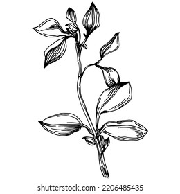 Vector Sakura summer. Isolated botanical flower, leaves. Black and white engraved sketch ink art. Leaf plant botanical garden floral foliage. Wildflower drawing leaf illustration element.