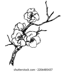Vektor Sakura Sommer. Isolierte botanische Blume, Blätter. Schwarz-Weiß-Skizze-Tintenkunst. Blätterpflanzenpflanze im botanischen Garten Blumenblätter. Blumenzeichnung Blatt Illustration Element.