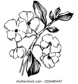 Vector Sakura summer. Isolated botanical flower, leaves. Black and white engraved sketch ink art. Leaf plant botanical garden floral foliage. Wildflower drawing leaf illustration element.