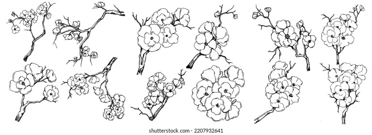 Vector Sakura summer. Isolated botanical flower, leaves. Black and white engraved sketch ink art. Leaf plant botanical garden floral foliage. Wildflower drawing leaf illustration element.
