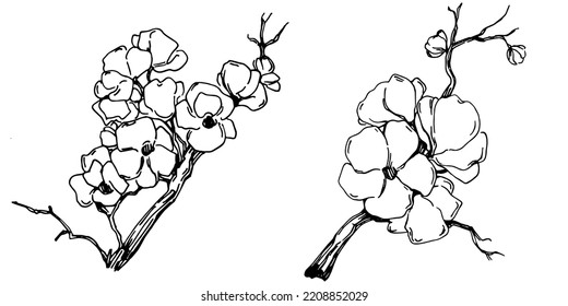 Vector Sakura summer. Isolated botanical flower, leaves. Black and white engraved sketch ink art. Leaf plant botanical garden floral foliage. Wildflower drawing leaf illustration element.