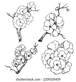 Vector Sakura summer. Isolated botanical flower, leaves. Black and white engraved sketch ink art. Leaf plant botanical garden floral foliage. Wildflower drawing leaf illustration element.