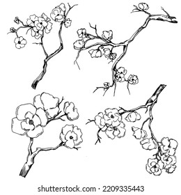 Vector Sakura summer. Isolated botanical flower, leaves. Black and white engraved sketch ink art. Leaf plant botanical garden floral foliage. Wildflower drawing leaf illustration element.