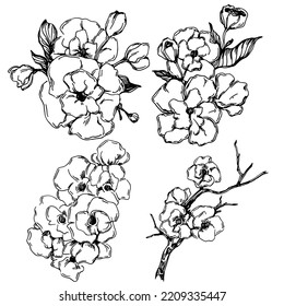 Vector Sakura summer. Isolated botanical flower, leaves. Black and white engraved sketch ink art. Leaf plant botanical garden floral foliage. Wildflower drawing leaf illustration element.