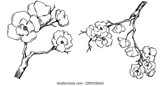 Vector Sakura summer. Isolated botanical flower, leaves. Black and white engraved sketch ink art. Leaf plant botanical garden floral foliage. Wildflower drawing leaf illustration element.