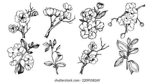 Vector Sakura summer. Isolated botanical flower, leaves. Black and white engraved sketch ink art. Leaf plant botanical garden floral foliage. Wildflower drawing leaf illustration element.