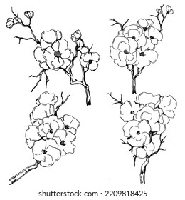 Vector Sakura summer. Isolated botanical flower, leaves. Black and white engraved sketch ink art. Leaf plant botanical garden floral foliage. Wildflower drawing leaf illustration element.