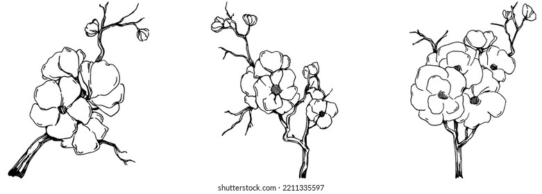Verano vector Sakura. Flor botánica aislada, hojas. Dibujo de tinta con grabado en blanco y negro. Planta de hojas de follaje floral de jardín botánico. Elemento de ilustración de dibujo de flores silvestres.
