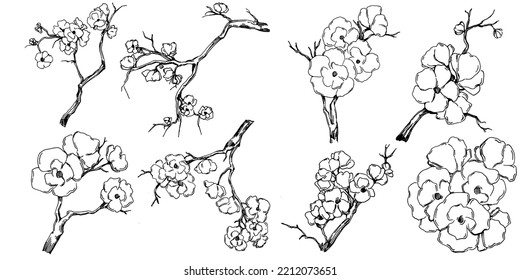 Vector Sakura summer. Isolated botanical flower, leaves. Black and white engraved sketch ink art. Leaf plant botanical garden floral foliage. Wildflower drawing leaf illustration element.