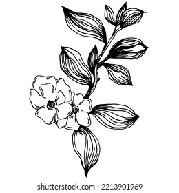 Vektor Sakura Sommer. Isolierte botanische Blume, Blätter. Schwarz-Weiß-Skizze-Tintenkunst. Blätterpflanzenpflanze im botanischen Garten Blumenblätter. Blumenzeichnung Blatt Illustration Element.
