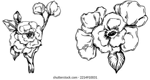 Vector Sakura summer. Isolated botanical flower, leaves. Black and white engraved sketch ink art. Leaf plant botanical garden floral foliage. Wildflower drawing leaf illustration element.