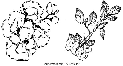 Vector Sakura summer. Isolated botanical flower, leaves. Black and white engraved sketch ink art. Leaf plant botanical garden floral foliage. Wildflower drawing leaf illustration element.