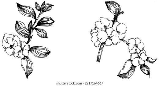 Verano vector Sakura. Flor botánica aislada, hojas. Dibujo de tinta con grabado en blanco y negro. Planta de hojas de follaje floral de jardín botánico. Elemento de ilustración de dibujo de flores silvestres.