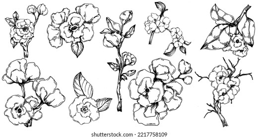 Vector Sakura summer. Isolated botanical flower, leaves. Black and white engraved sketch ink art. Leaf plant botanical garden floral foliage. Wildflower drawing leaf illustration element.