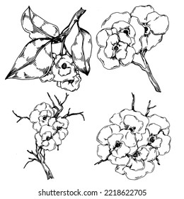 Vector Sakura summer. Isolated botanical flower, leaves. Black and white engraved sketch ink art. Leaf plant botanical garden floral foliage. Wildflower drawing leaf illustration element.