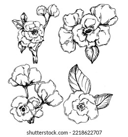 Vector Sakura summer. Isolated botanical flower, leaves. Black and white engraved sketch ink art. Leaf plant botanical garden floral foliage. Wildflower drawing leaf illustration element.