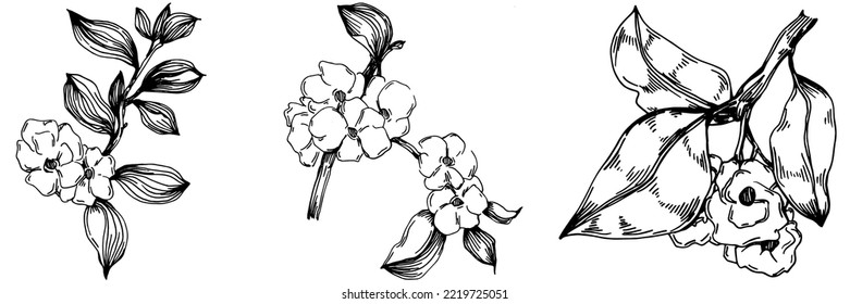 Vector Sakura summer. Isolated botanical flower, leaves. Black and white engraved sketch ink art. Leaf plant botanical garden floral foliage. Wildflower drawing leaf illustration element.
