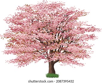 A vector of Sakura tree with pink flowers                    