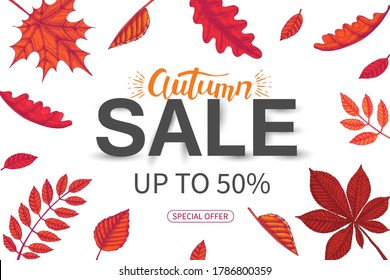 Vector Sale Autumn banner. Lettering. Sketch. Hand drawn colored leaves maple, birch, chestnut, acorn, ash tree, oak. Engraving illustration.Special Offer, up to 50%. flyer. Lettering. Advertising
