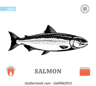 Vector salmon fish illustration isolated on a white background. Salmon raw steak and fillet