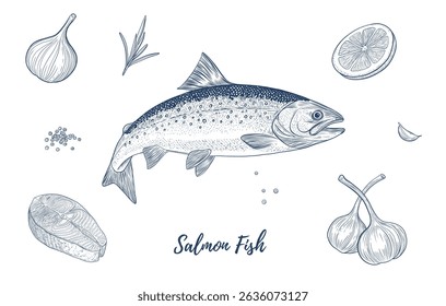 Vector salmon fish line art illustration, graphic sea food, style of old engraving, vintage, realistic Fish. Salmon. Great for menu, Ideal for menus, food branding, packaging and summer designs
