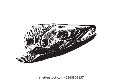 Vector salmon fish portrait ,graphical illustration