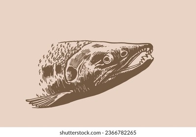 Vector salmon fish portrait ,graphical vintage  illustration