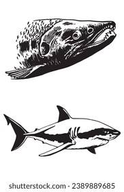 Vector salmon fish portrait and shark on white,graphical illustration