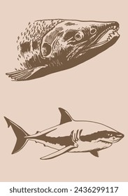 Vector salmon fish portrait and shark on sepia background,graphical illustration	