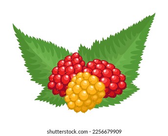 Vector salmonberry isolated on white background