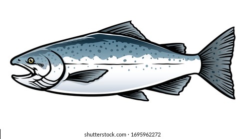 vector of saltwater chinook salmon fish