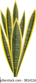 vector Sansevieriya