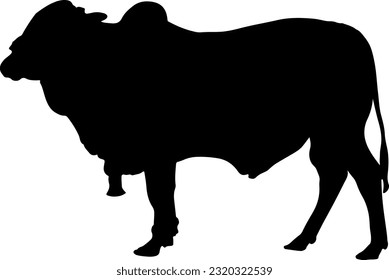 vector sapi siluet sapi cocok untuk logo atau kupon qurban, sapi ied adha lebaran haji