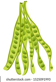 vector of sato seed vegetable Bitter bean or Stink ingredient for Southern Thai traditional food on whtie background