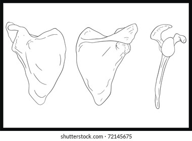 VECTOR - Scapula Human Body Bone Front, Back and Lateral View