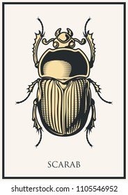 Vector Scarab Beetle Graphic 