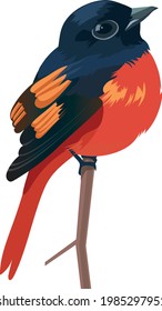 Vector - Scarlet Minivet Design Vector Illustration