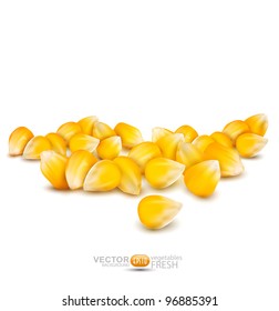 Vector scattered grains of corn on a white background