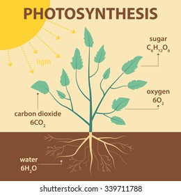 vector schematic illustration showing photosynthesis of plant - agricultural infographic biology scheme with labels for education 
