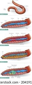 Vector schematic illustration of very basic Earthworm anatomy - infographic.