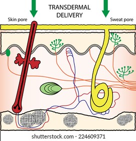 Vector Scheme Illustration Of Transdermal Drugs Delivery. Enhancement Of Skin Penetration