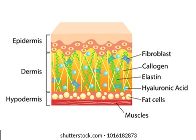 Esquema vetorial da pele, para ilustrações cosmetológicas e de saúde