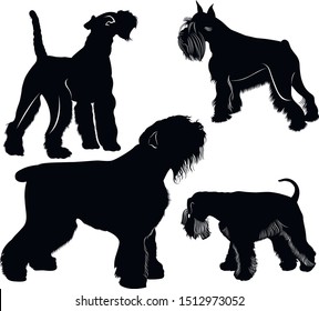 vector schnauzers and fox terrier dogs collection. Vector dogs set